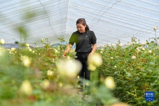 8月17日，吉林省德惠市朱城子鎮(zhèn)沿河村程雪家庭農(nóng)場的負責人楊雪在查看玫瑰花長勢。新華社記者 張楠 攝