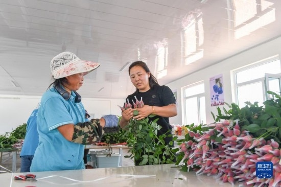 8月17日，吉林省德惠市朱城子鎮(zhèn)沿河村程雪家庭農(nóng)場的負責人楊雪（右）指導(dǎo)農(nóng)民修剪玫瑰花。新華社記者 張楠 攝