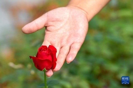 8月17日，吉林省德惠市朱城子鎮(zhèn)沿河村程雪家庭農(nóng)場的負責人楊雪在查看玫瑰花長勢。新華社記者 張楠 攝