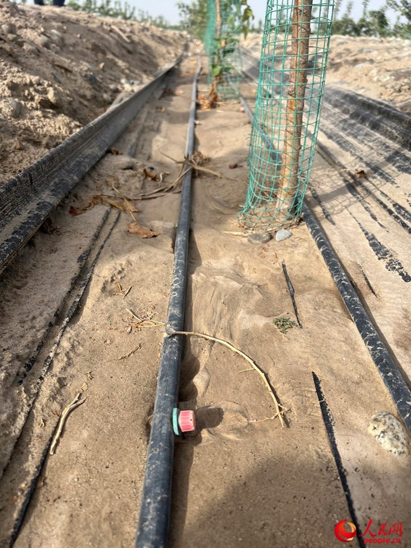 水肥一體化滴灌技術(shù)，可極大節(jié)約用水量。人民網(wǎng)記者 常雪梅攝