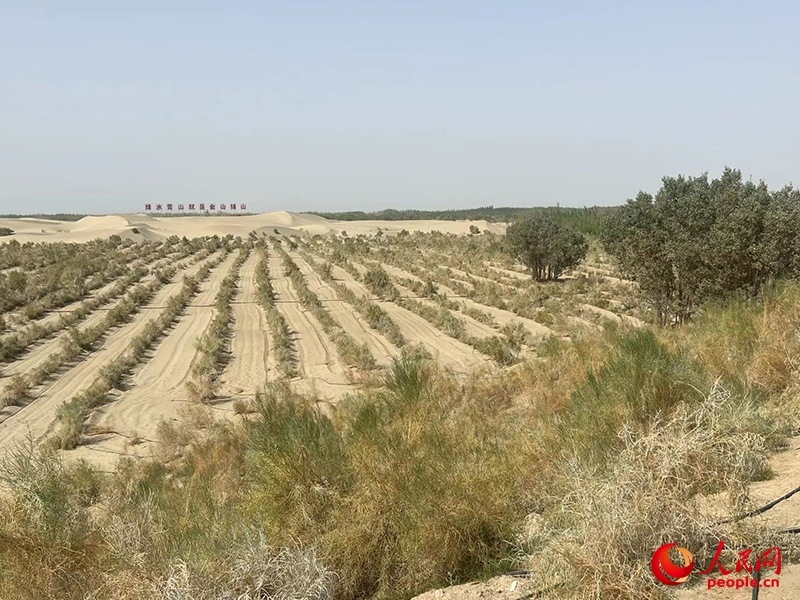 麥蓋提縣百萬畝防風(fēng)固沙生態(tài)林建設(shè)工程。人民網(wǎng)記者 常雪梅攝