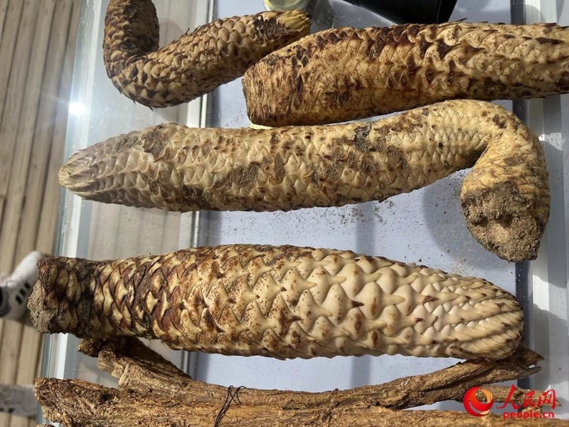 林下經(jīng)濟(jì)作物肉蓯蓉。人民網(wǎng)記者 常雪梅攝