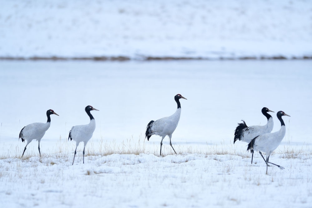 2021年10月21日在三江源國(guó)家公園黃河源園區(qū)內(nèi)拍攝的黑頸鶴。新華社記者 張龍 攝