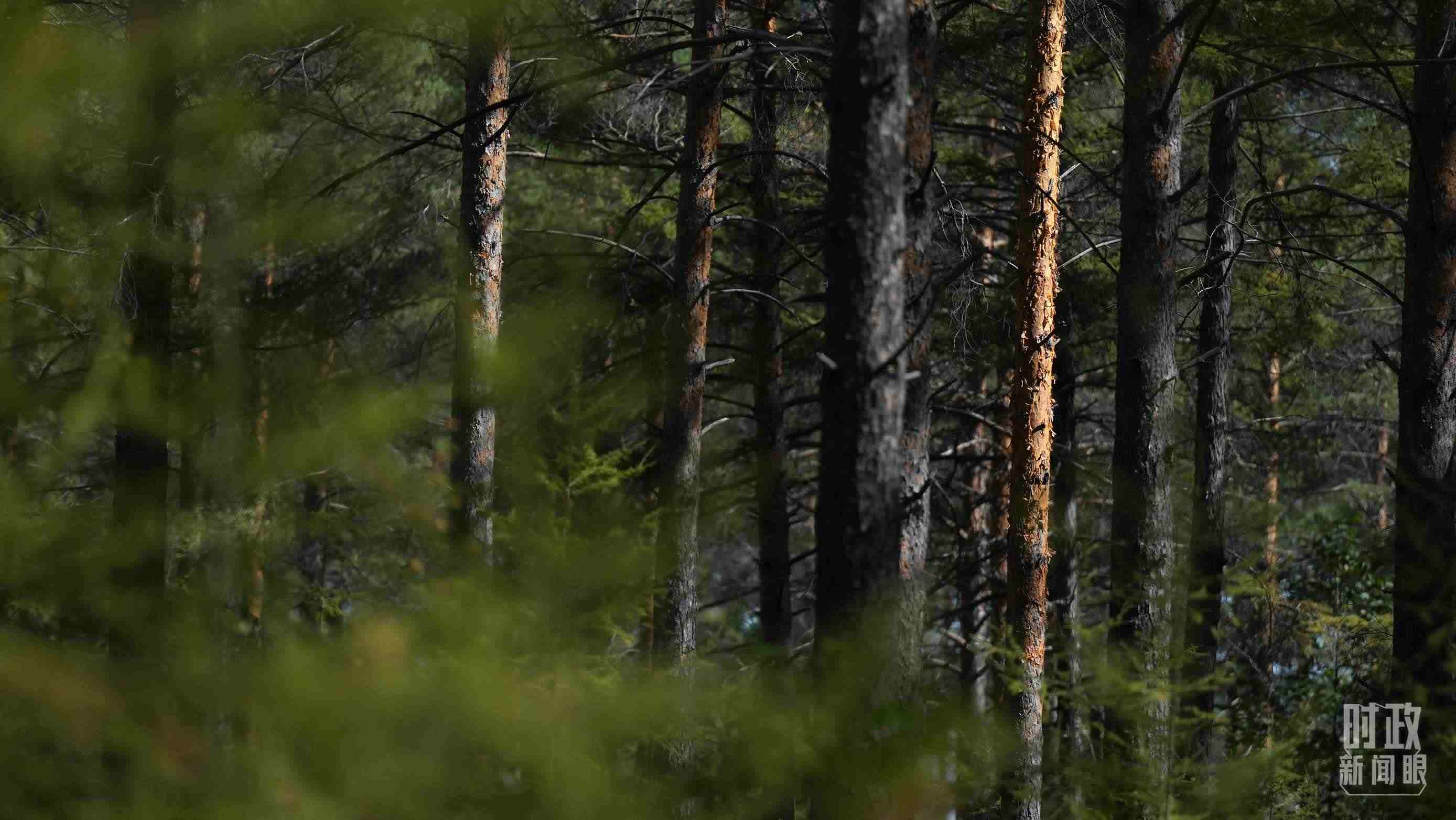 △漠河林場有天然林3.54萬公頃、蓄積量325.3萬立方米。（總臺國廣記者李晉拍攝）