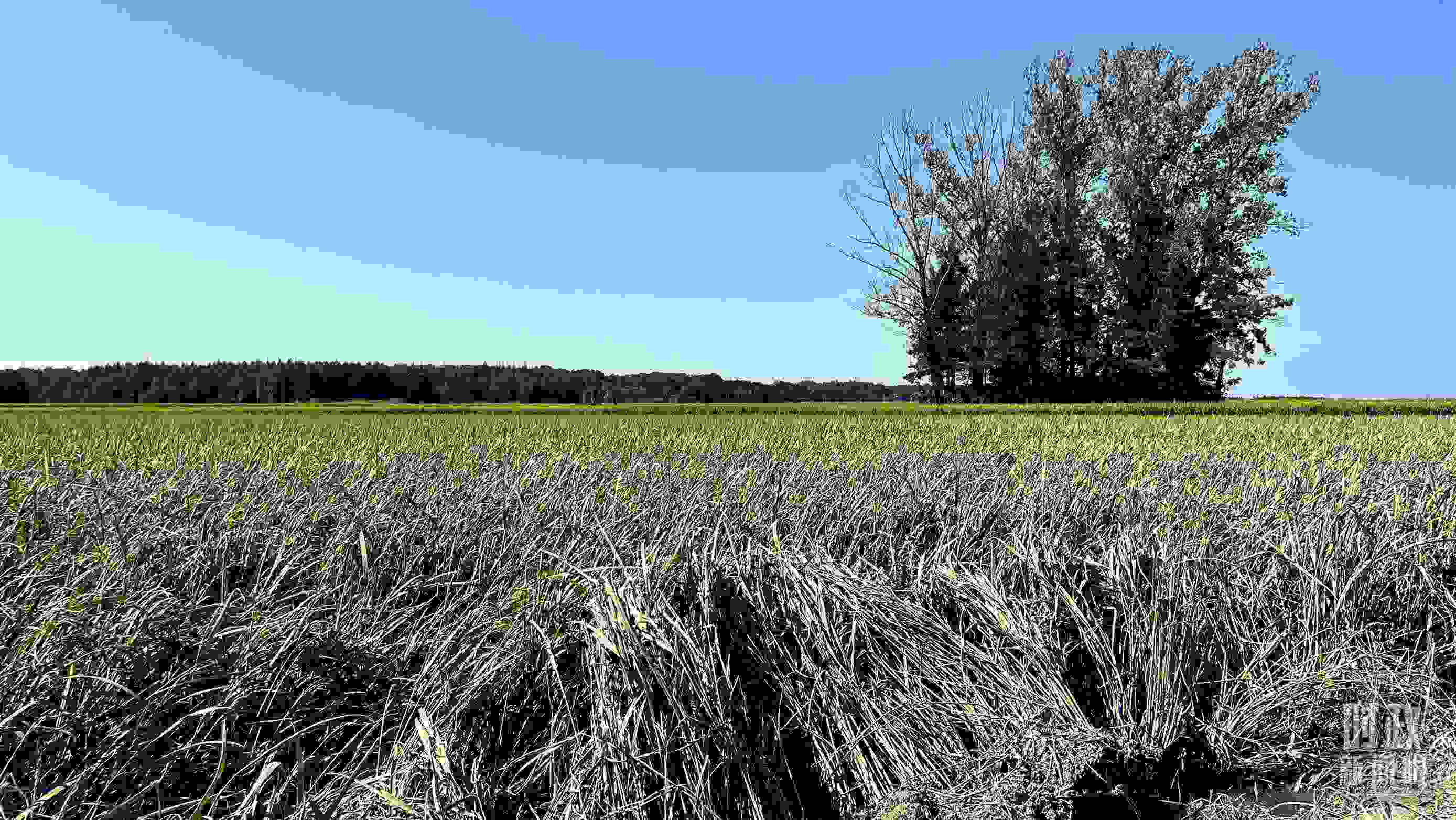 △龍王廟村遭受洪澇災(zāi)害的農(nóng)田。（總臺央視記者邢彬拍攝）