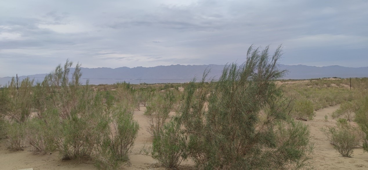 曾經(jīng)的荒漠現(xiàn)已被大面積梭梭林覆蓋。張璐璐 攝