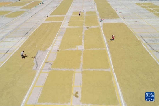 9月16日，村民在貴州省黔東南苗族侗族自治州丹寨縣金泉街道晾曬稻谷（無人機(jī)照片）。