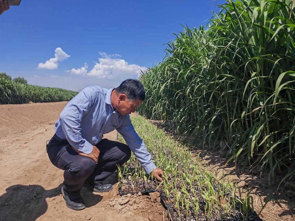 高級(jí)農(nóng)藝師周興德向記者介紹巨菌草幼苗（2023年9月1日攝）。新華社記者馬麗娟 攝