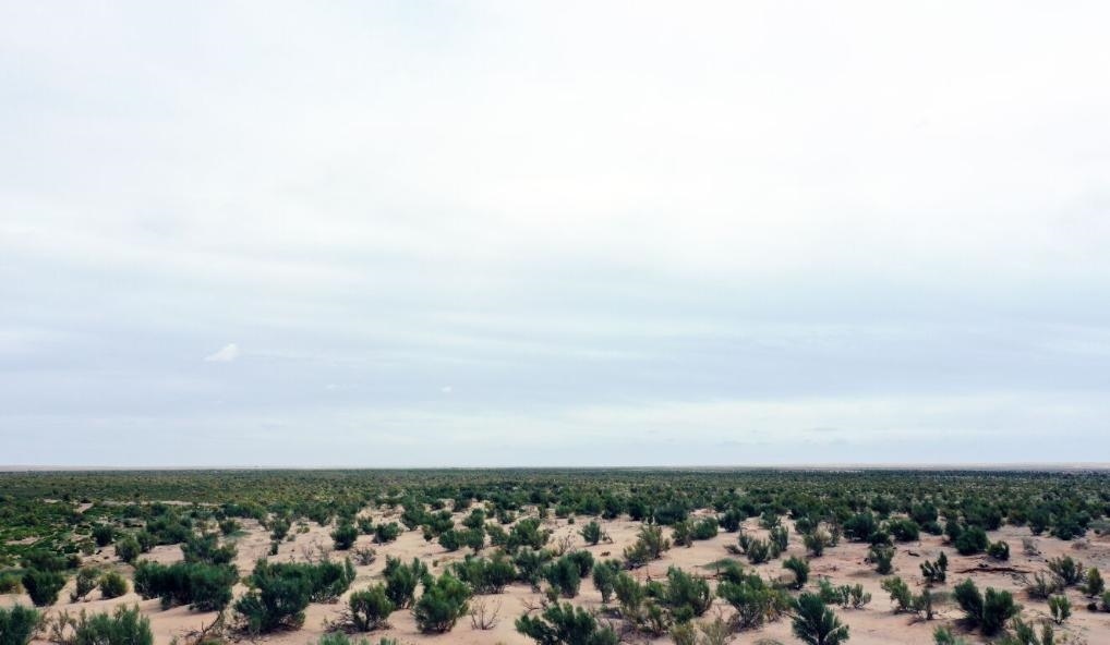 經(jīng)過封禁保護(hù)和人工種植梭梭后恢復(fù)綠色的草場(chǎng)（2023年9月12日攝）。新華社記者李云平 攝