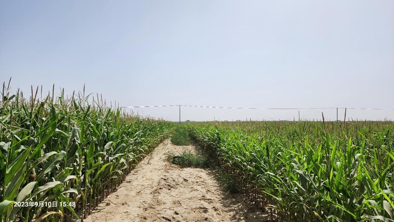 玉米改良40天后對(duì)比（左邊為改良組，右邊為對(duì)照組）。胡樹(shù)文團(tuán)隊(duì)供圖