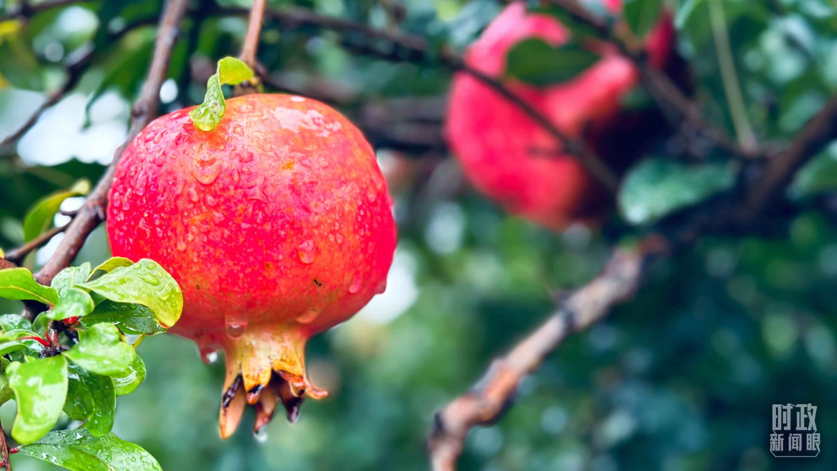 △一場秋雨過后，石榴更顯晶瑩。（總臺央視記者李輝、范一鳴拍攝）
