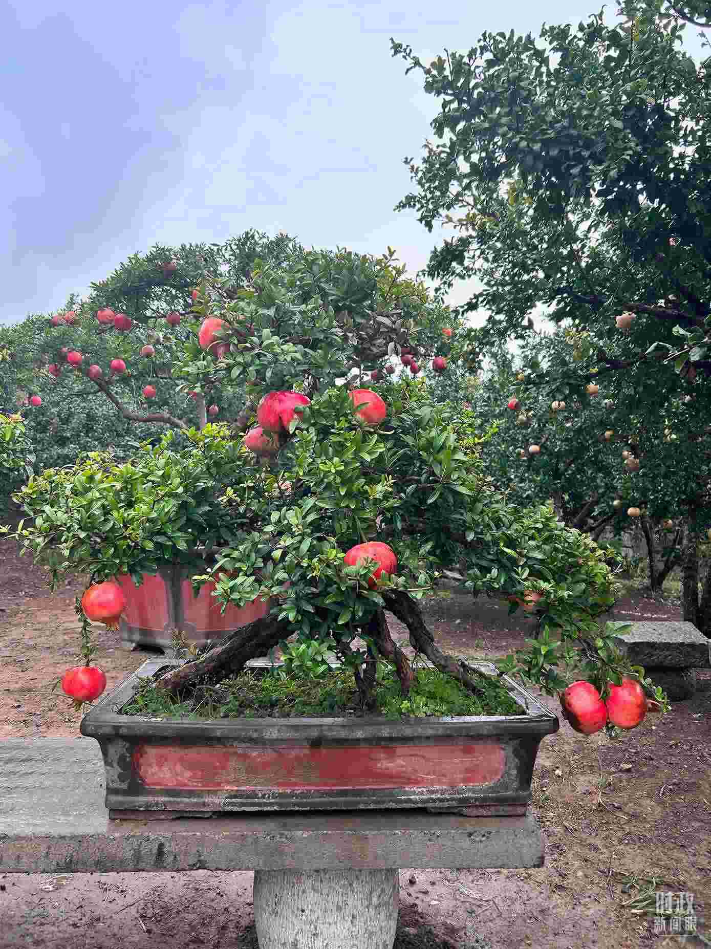 △冠世榴園內(nèi)的石榴盆栽。（總臺央視記者黎兵拍攝）