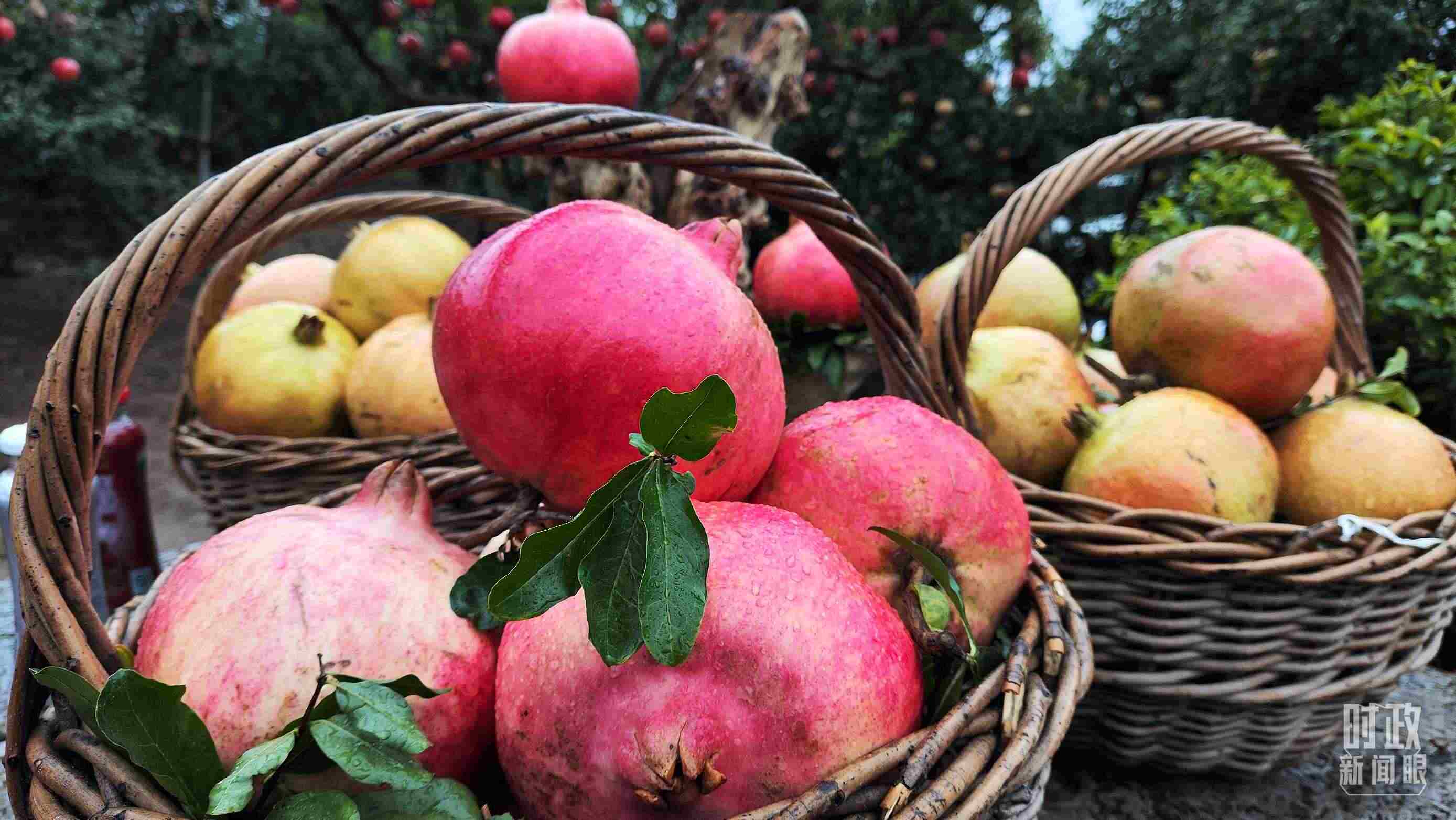 △種植園內(nèi)新鮮采摘的石榴。（總臺央視記者鐘信偉拍攝）