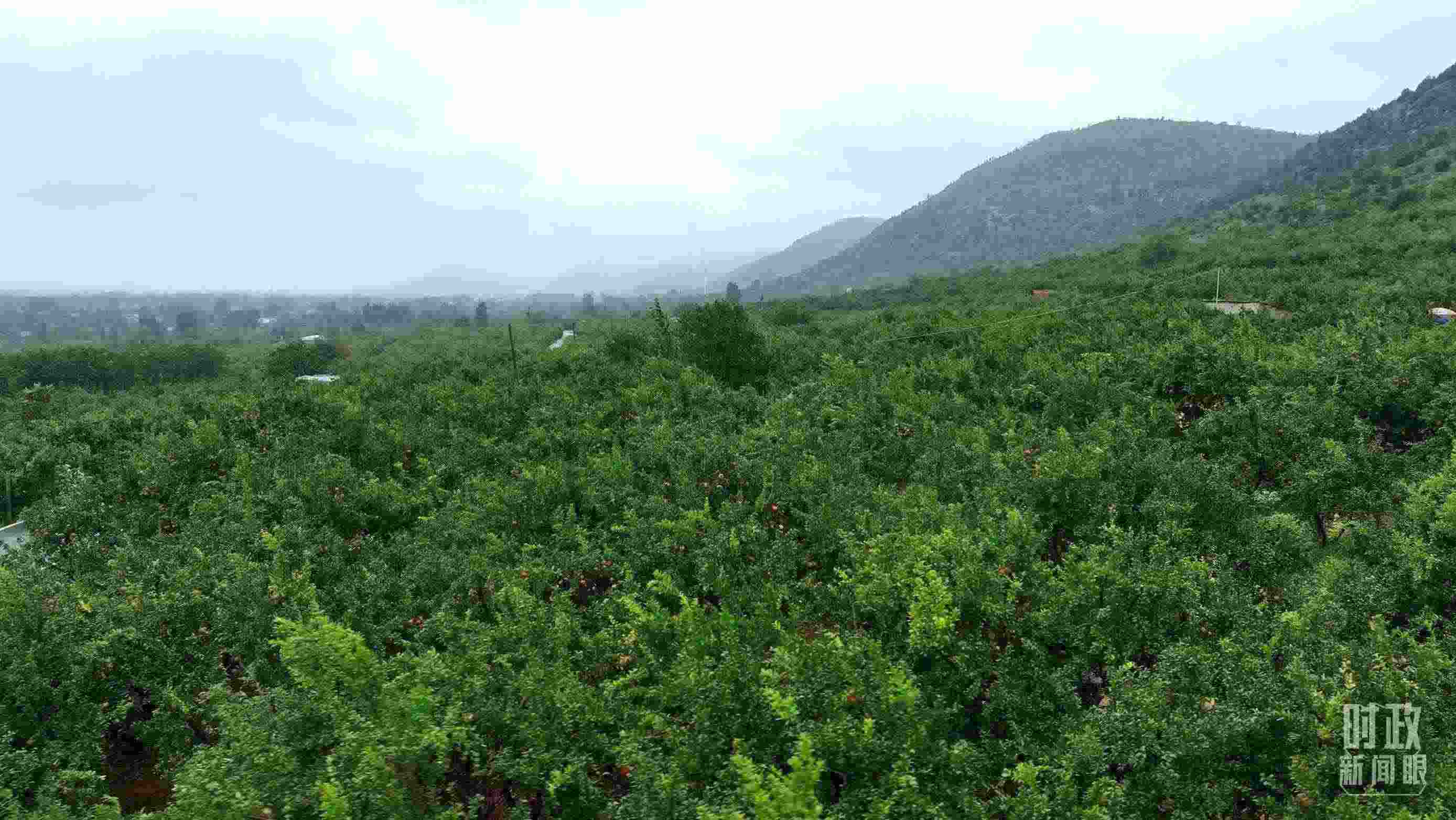 △山東棗莊冠世榴園。（總臺記者韓森、張鵬拍攝）