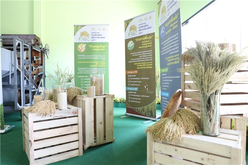 圖為泰國農業(yè)與合作社部培育的優(yōu)質稻種。泰國商務部供圖