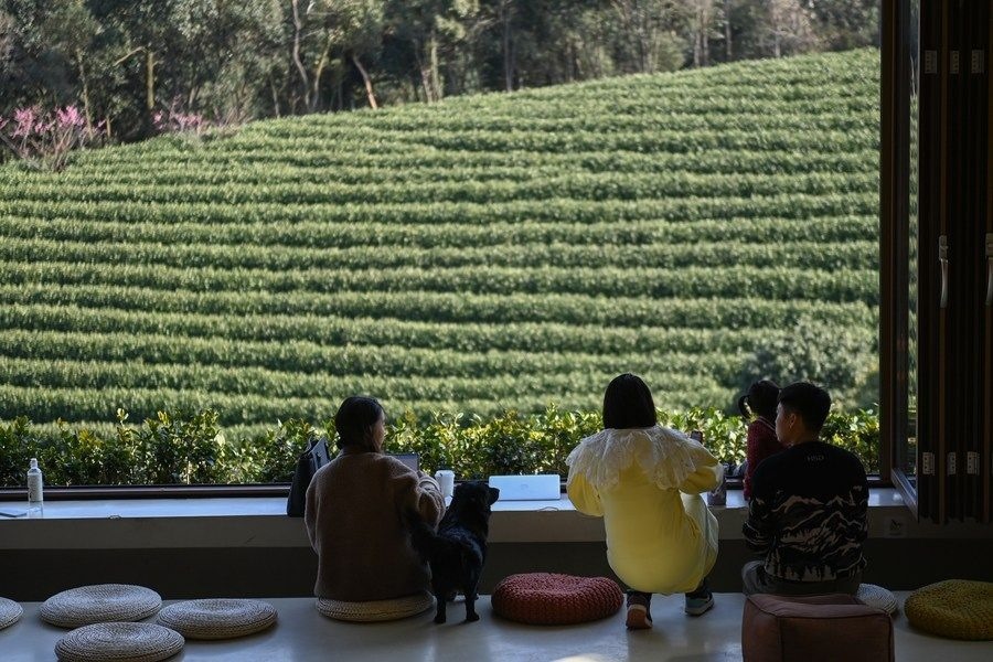 游客在浙江省安吉縣黃杜村萬畝茶園邊的咖啡館休閑（2023年2月21日攝）。