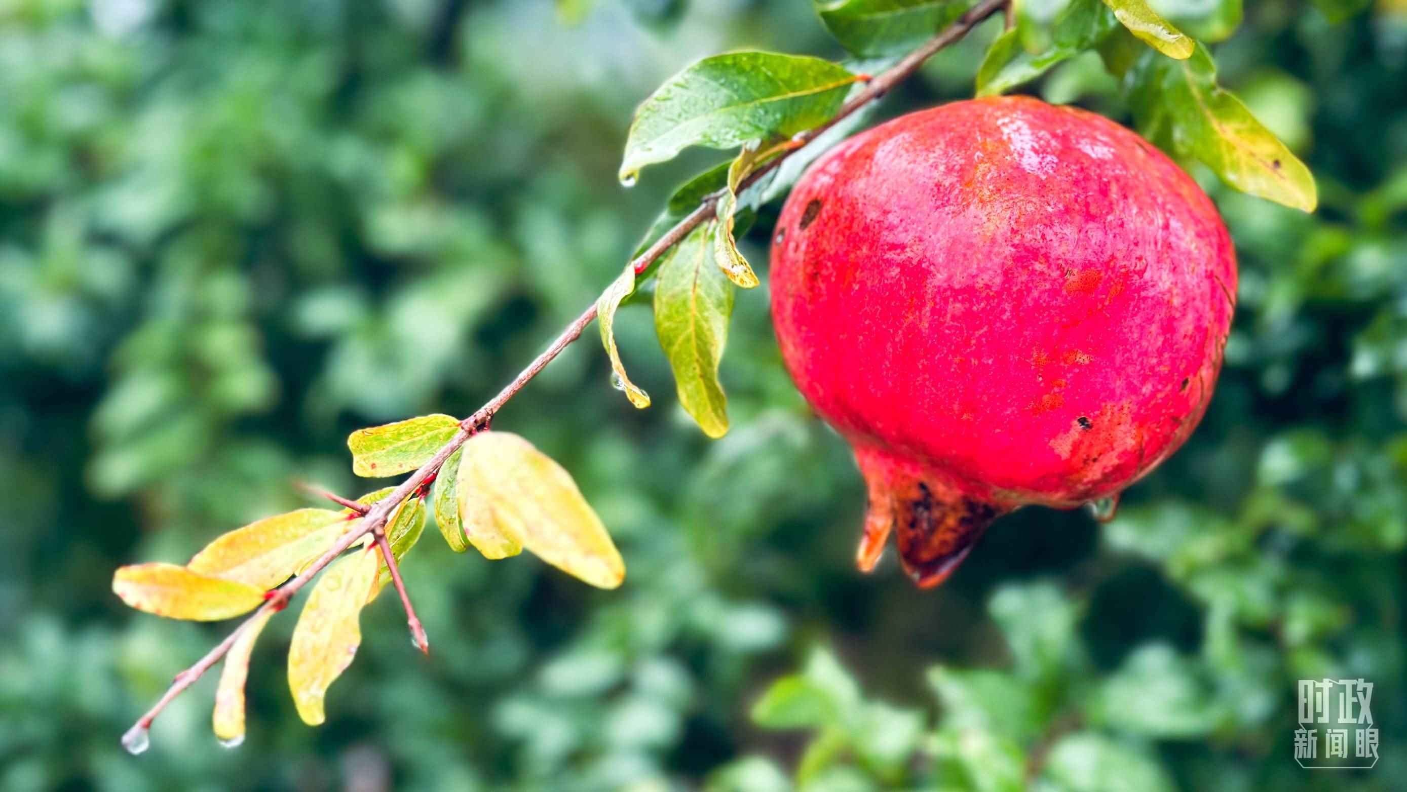 △山東省棗莊市冠世榴園，石榴紅了。（總臺(tái)央視記者范一鳴拍攝）