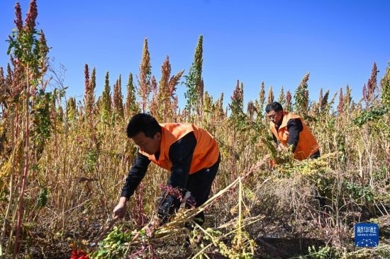 9月28日，農(nóng)民參加內(nèi)蒙古武川縣首屆藜麥開(kāi)鐮節(jié)割藜麥比賽。