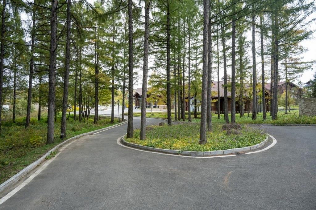 園區(qū)里“路讓樹”成為行為準則。王哲攝