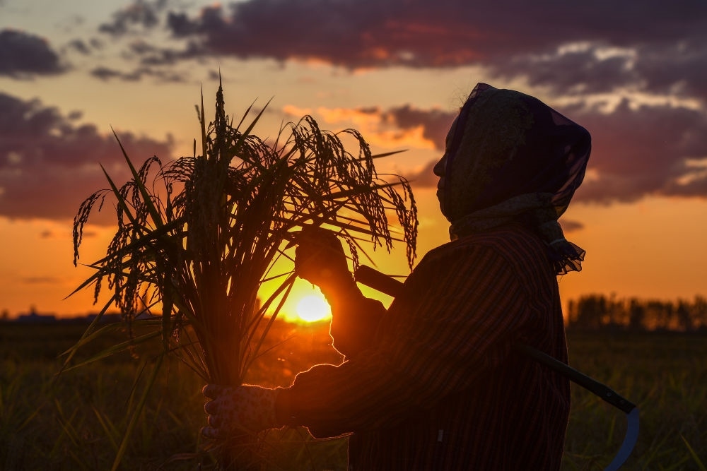 農(nóng)民在吉林省吉林市永吉縣萬昌鎮(zhèn)花家村收割水稻（2023年9月12日攝）。新華社記者 張楠 攝