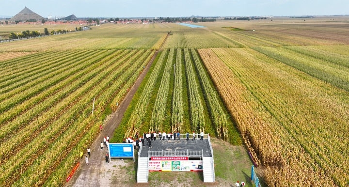 在遼寧省鐵嶺縣蔡牛鎮(zhèn)，外地農(nóng)民到張莊玉米合作社的大田里學(xué)習(xí)玉米選種和栽種技術(shù)（2023年9月26日攝，無人機(jī)照片）。新華社記者 楊青 攝