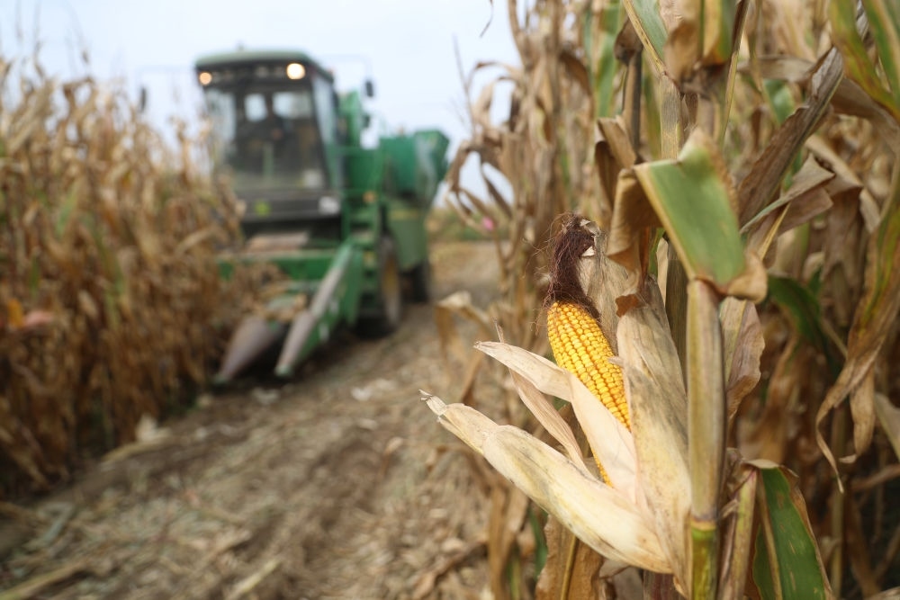 在遼寧省鐵嶺縣蔡牛鎮(zhèn)玉米田里，農(nóng)民駕駛農(nóng)機(jī)收割玉米（2023年9月26日攝）。新華社記者 楊青 攝