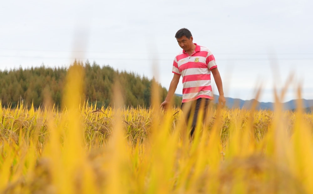 在遼寧省撫順市新賓滿族自治縣新賓鎮(zhèn)的水稻田里，農(nóng)民丁輝查看水稻成熟情況（2023年9月25日攝）。新華社記者 楊青 攝