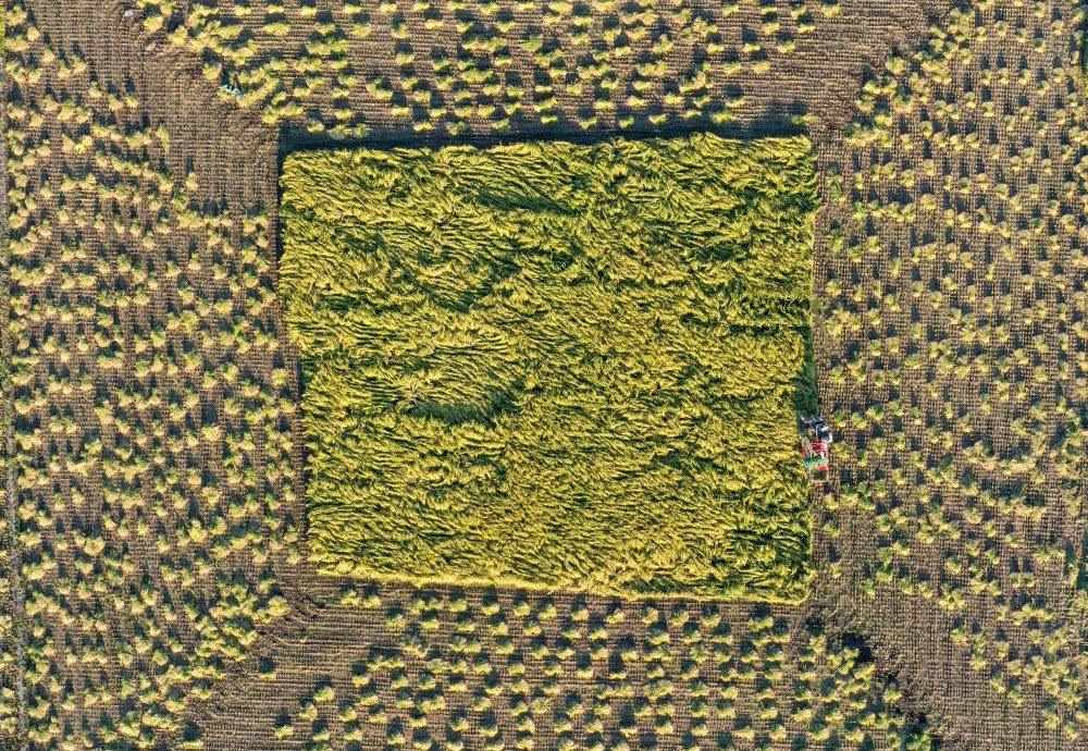 在吉林省舒蘭市平安鎮(zhèn)金星村，農(nóng)民駕駛農(nóng)機(jī)收割水稻（2023年9月21日攝，無人機(jī)照片）。新華社記者 張楠 攝