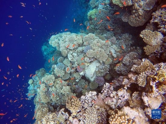  這是10月2日在埃及西奈半島達(dá)哈布藍(lán)洞內(nèi)拍攝的珊瑚和魚類。新華社記者 隋先凱 攝