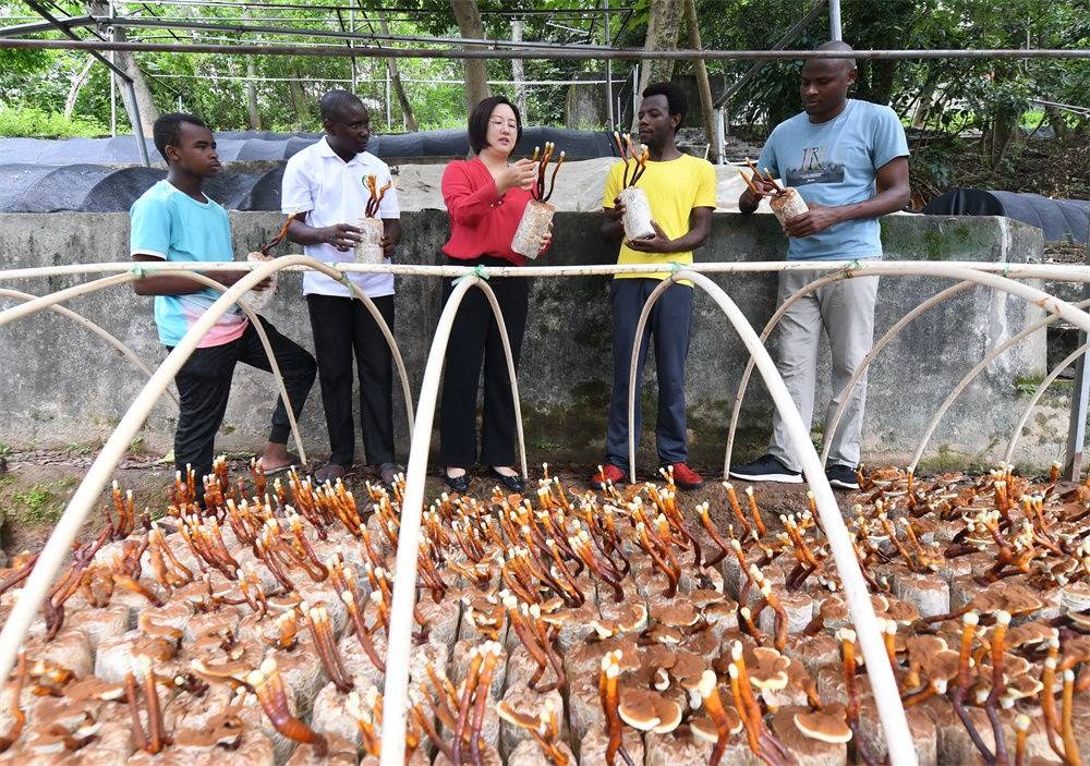 2021年8月12日，福建農(nóng)林大學(xué)國(guó)家菌草工程技術(shù)研究中心副主任林冬梅（中）為非洲留學(xué)生講解菌草鹿角靈芝的栽培情況。新華社記者 林善傳 攝