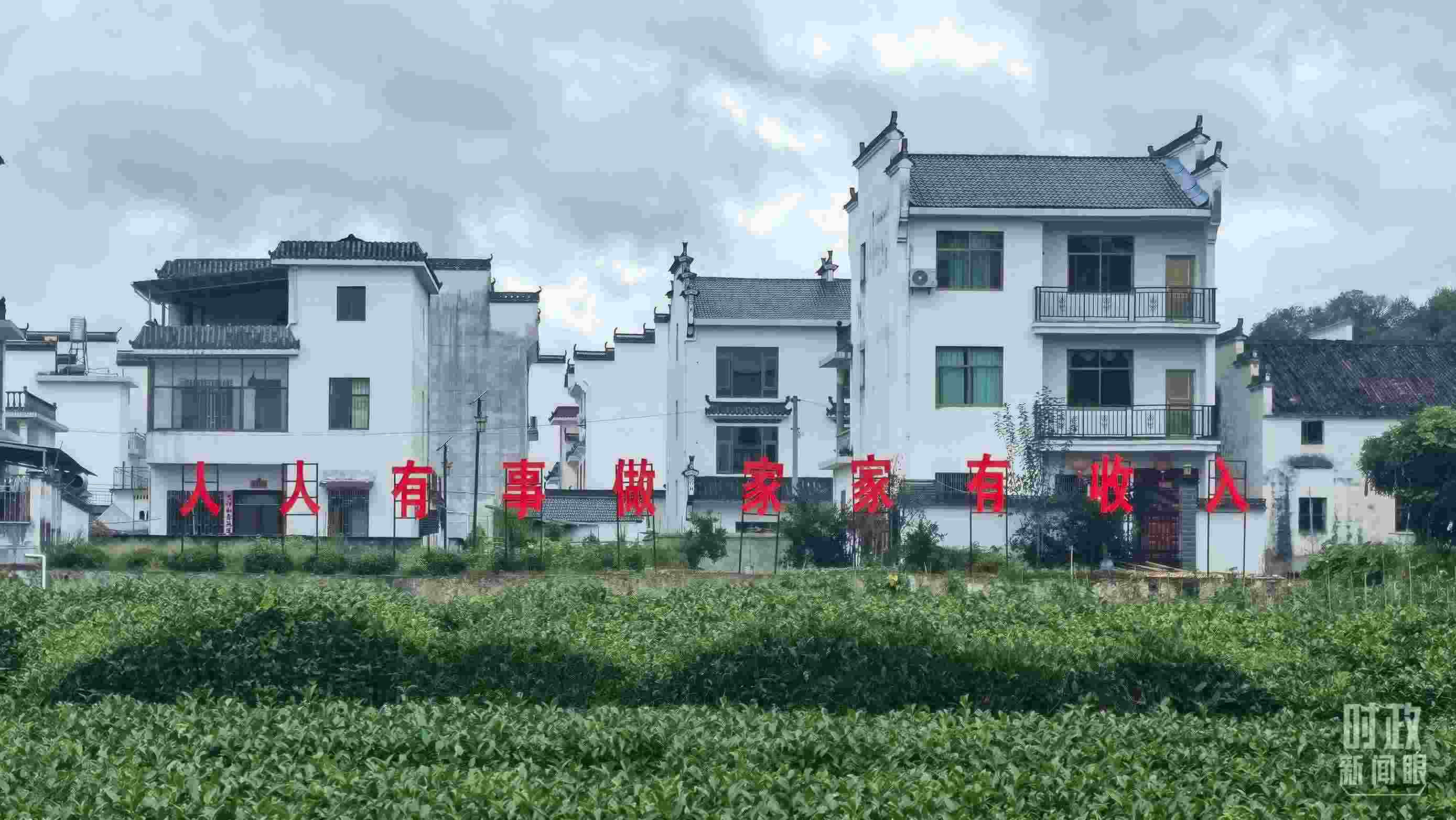 △石門(mén)村村民種植的茶葉。（總臺(tái)央視記者賈林拍攝）