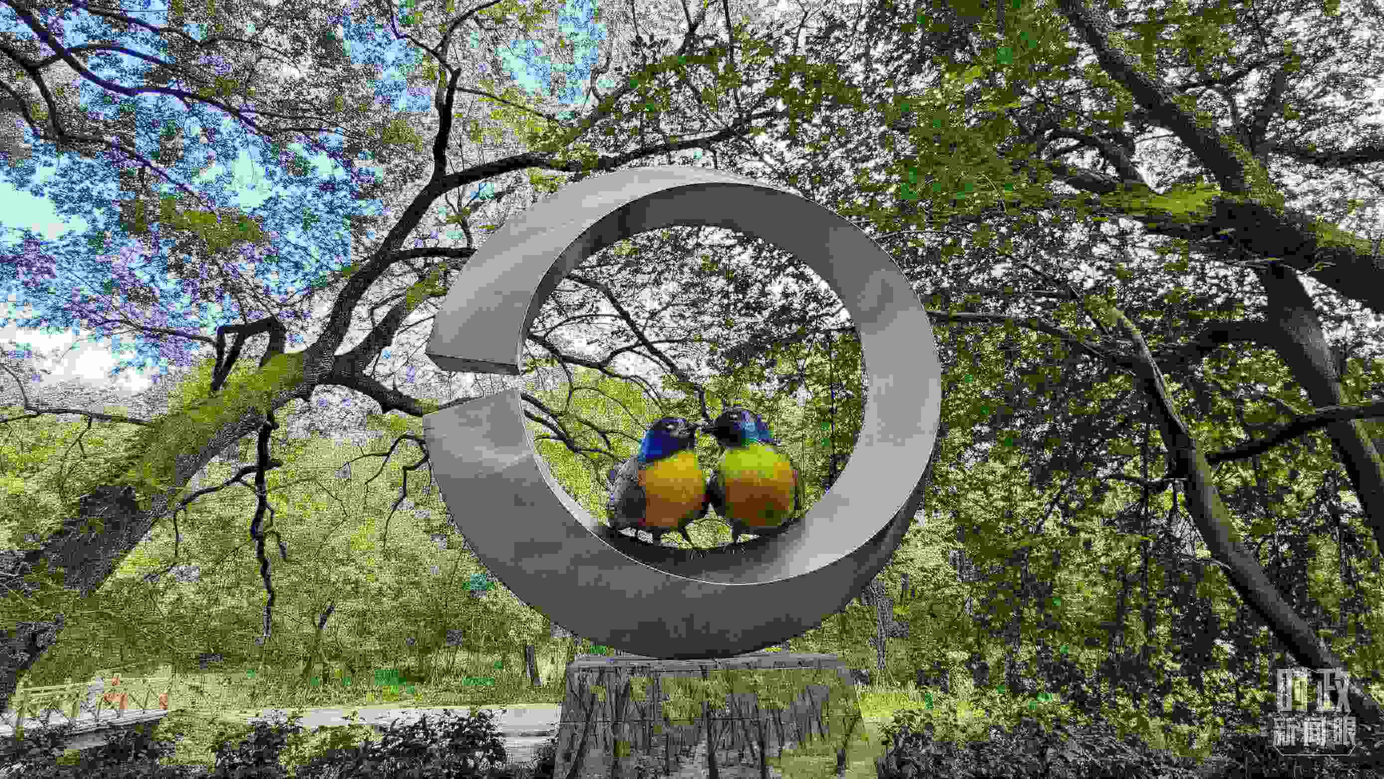 △石門(mén)村里的藍(lán)冠噪鹛雕像。（總臺(tái)央視記者許永松拍攝）