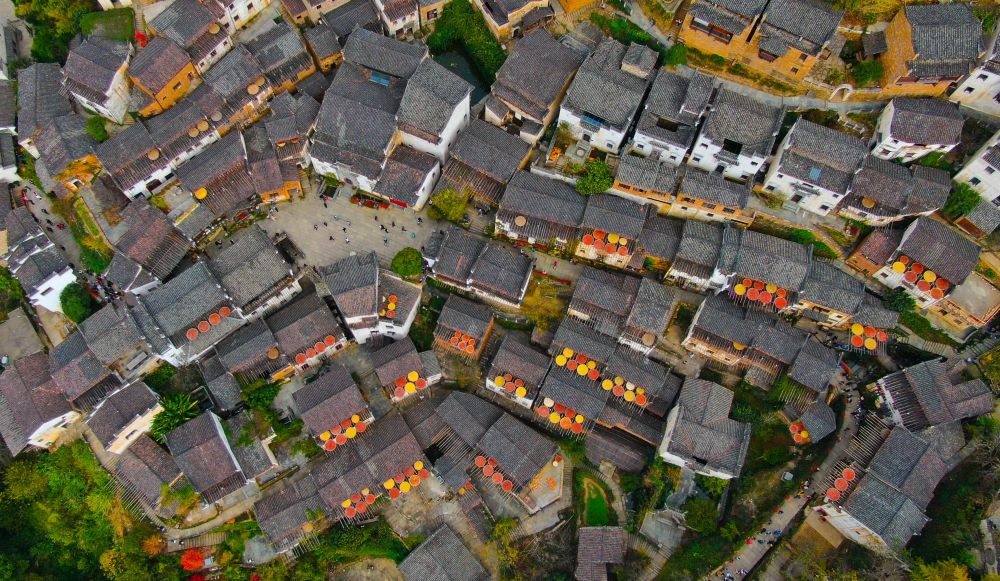 這是婺源縣江灣鎮(zhèn)篁嶺村的曬秋景象（2019年11月7日攝）。