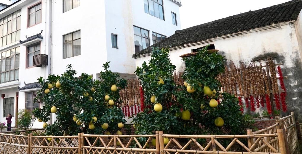近日在江西省上饒市婺源縣秋口鎮(zhèn)王村石門自然村拍攝的馬家柚。新華社記者 胡晨歡 攝