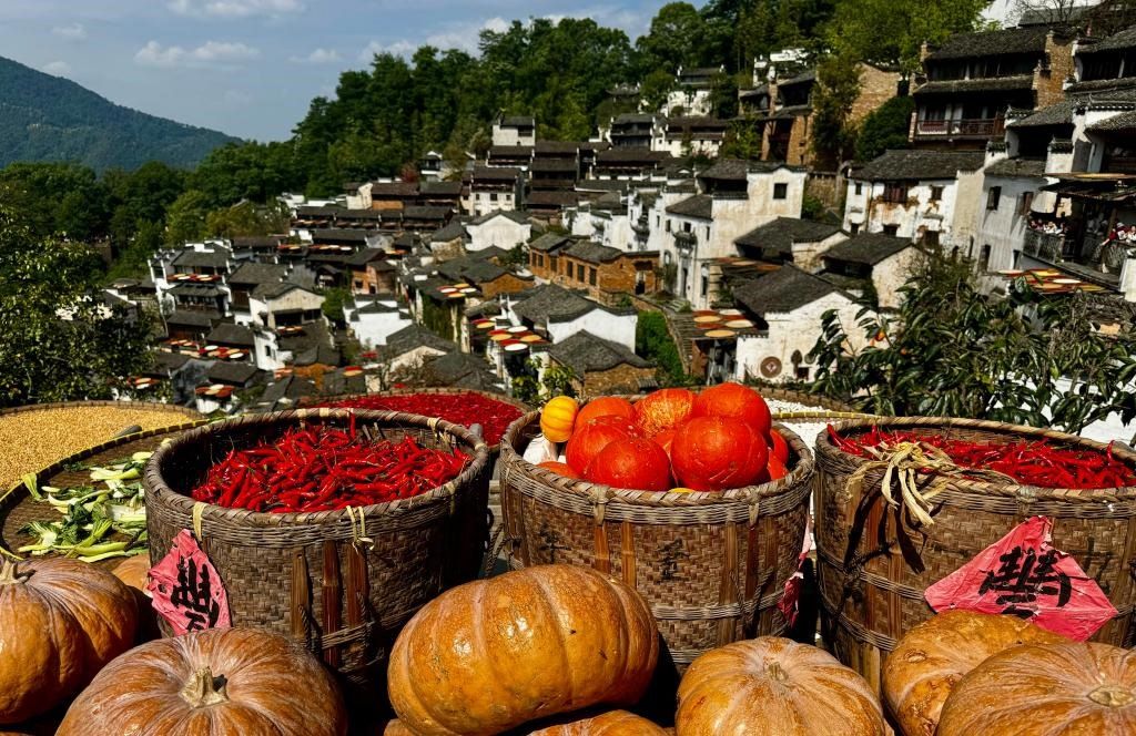 近日拍攝的江西省上饒市婺源縣篁嶺村曬秋畫面。新華社記者 胡晨歡 攝