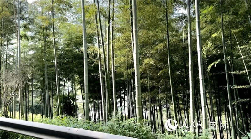 沿途中的竹林。人民網(wǎng)記者 周雨攝