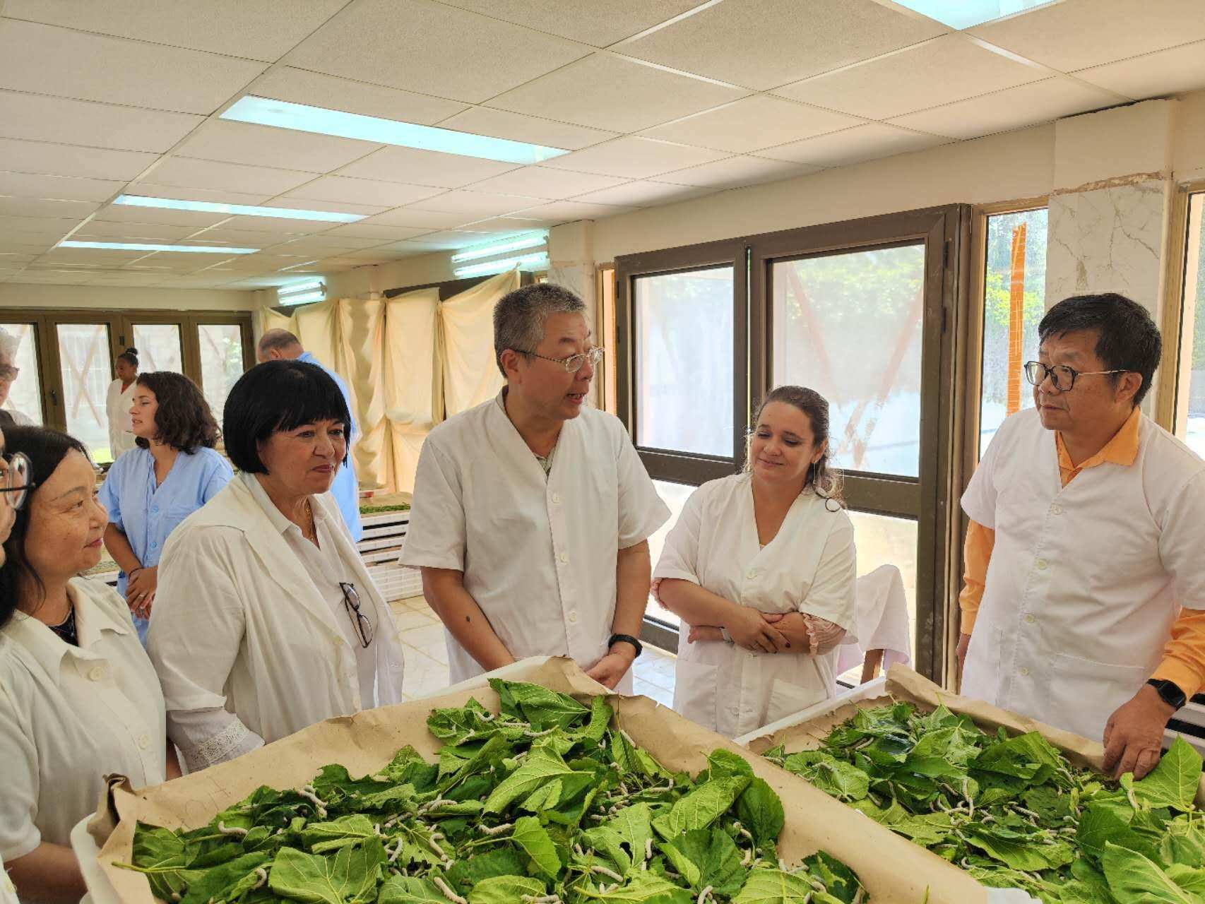 2023年5月23日，中國(guó)駐古巴大使馬輝考察古中蠶桑科技合作中心。來(lái)源：中國(guó)駐古巴大使館官網(wǎng)