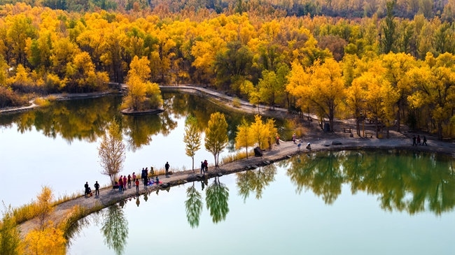 胡楊林金碧耀眼。蘭州局集團公司融媒體中心供圖