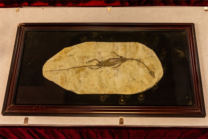 潛龍化石。國家文物局供圖