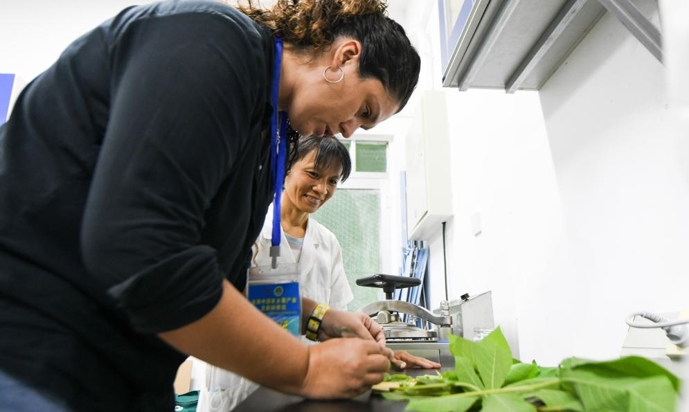 9月17日，來自哥倫比亞的研修班學(xué)員埃文·奧拉亞（左）在中國專家的指導(dǎo)下學(xué)習(xí)實(shí)操木薯組培快速繁育技術(shù)。