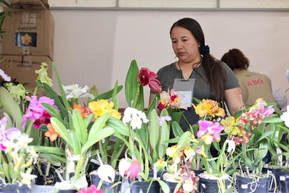 9月14日至17日，哥倫比亞首都波哥大舉辦蘭花展。