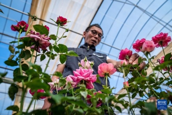 在云南省安寧市現(xiàn)代農(nóng)業(yè)園區(qū)玫瑰種植示范園，技術(shù)員田連通觀察玫瑰花（10月20日攝）。