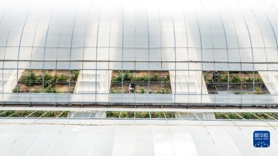 云南省安寧市現(xiàn)代農(nóng)業(yè)園區(qū)玫瑰種植示范園一景（無人機照片，10月20日攝）。