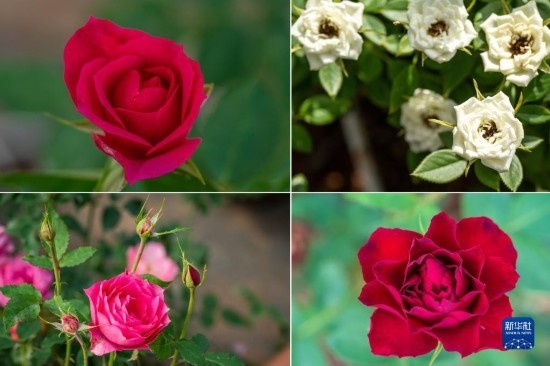 這是云南省安寧市現(xiàn)代農(nóng)業(yè)園區(qū)玫瑰種植示范園里玫瑰新品種的拼版照片。