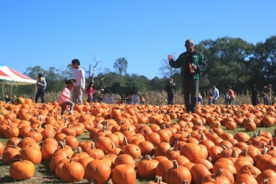  2020年10月31日，在美國(guó)新奧爾良市，人們?cè)谀瞎限r(nóng)場(chǎng)里玩耍。新華社發(fā)（魏蘭攝）
