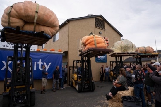  10月9日，在美國(guó)加利福尼亞州圣馬特奧縣半月灣舉行的南瓜稱重大賽現(xiàn)場(chǎng)，人們圍觀參賽的南瓜。新華社發(fā)（李建國(guó)攝）