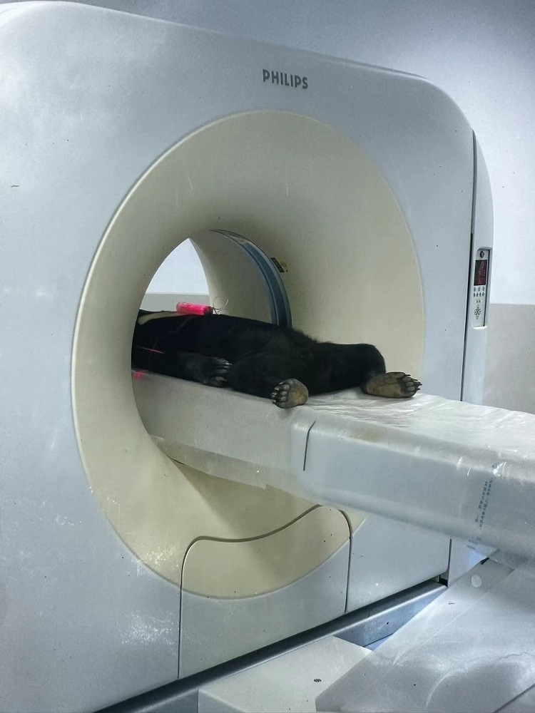 長隆野生動物世界的動物醫(yī)院內(nèi)，馬來熊在做核磁共振檢查。人民網(wǎng)記者 李舫攝