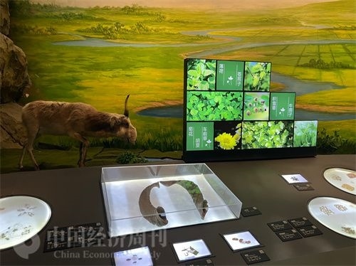  （中醫(yī)藥博物館展出的各類中藥材令人應(yīng)接不暇。中國經(jīng)濟(jì)周刊記者 郭志強(qiáng) 攝）