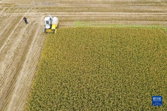11月4日，在南通市通州區(qū)十總鎮(zhèn)育民村農(nóng)場，一臺設(shè)置好參數(shù)的無人收割機在工作中（無人機照片）。