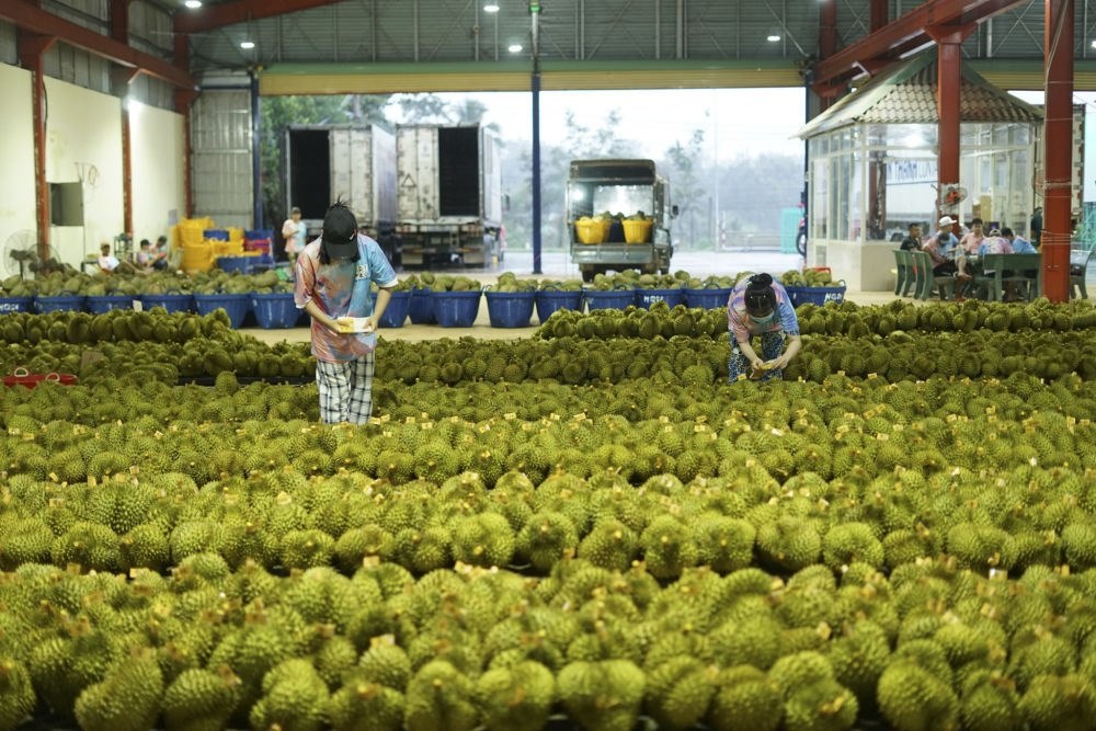 2023年9月15日，在越南多樂省一家榴蓮加工廠，工人在給即將出口到中國的榴蓮包裝貼牌。隨著《區(qū)域全面經(jīng)濟伙伴關(guān)系協(xié)定》紅利釋放，中國—東盟貿(mào)易規(guī)模進一步擴大。越來越多東盟國家的優(yōu)質(zhì)水果便捷地進入中國市場，走上消費者的餐桌。